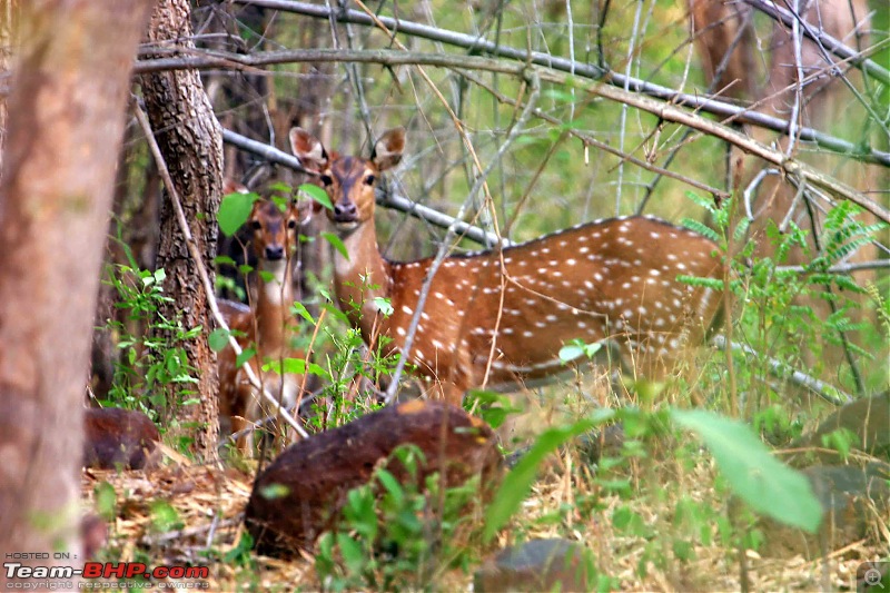 Hyderabad - Srisailam - Dornala - Kurnool.  Road pictures only-spotted-deer-1a.jpg