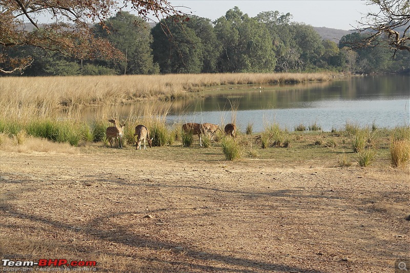 Maiden trip to the Ranthambore Tiger Reserve-rtr078.jpg