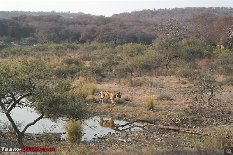 Maiden trip to the Ranthambore Tiger Reserve-rtr084.jpg