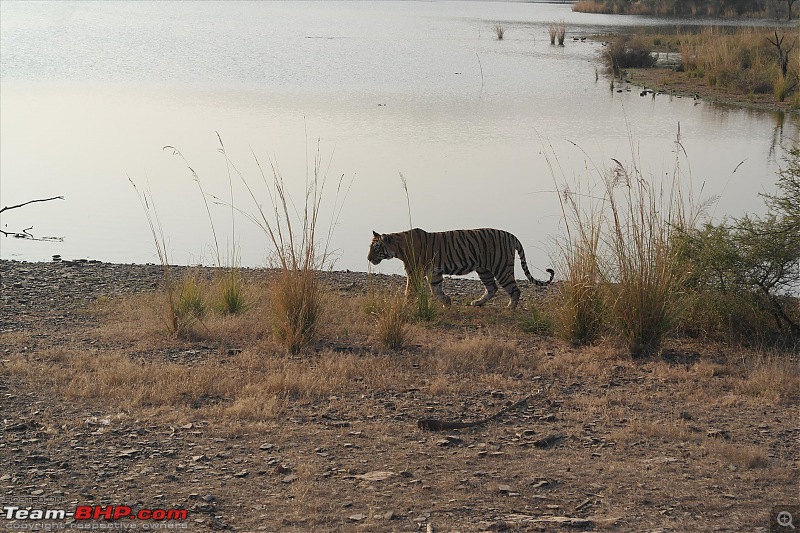 Maiden trip to the Ranthambore Tiger Reserve-rtr091.jpg