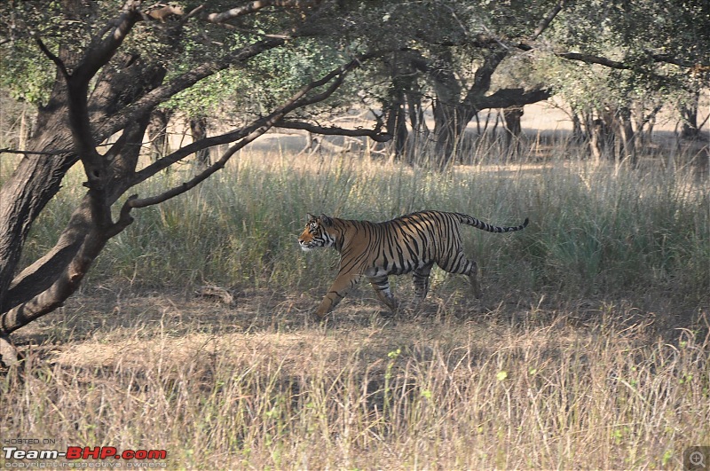 Maiden trip to the Ranthambore Tiger Reserve-rtr212.jpg