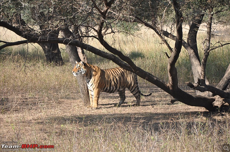 Maiden trip to the Ranthambore Tiger Reserve-rtr213.jpg