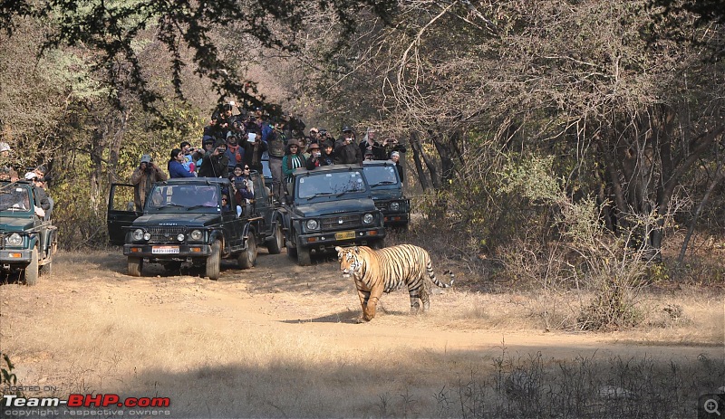 Maiden trip to the Ranthambore Tiger Reserve-8.jpg