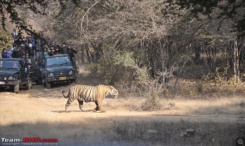 Maiden trip to the Ranthambore Tiger Reserve-9.jpg