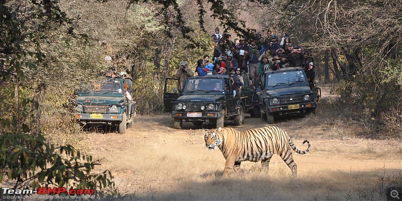 Maiden trip to the Ranthambore Tiger Reserve-12.jpg