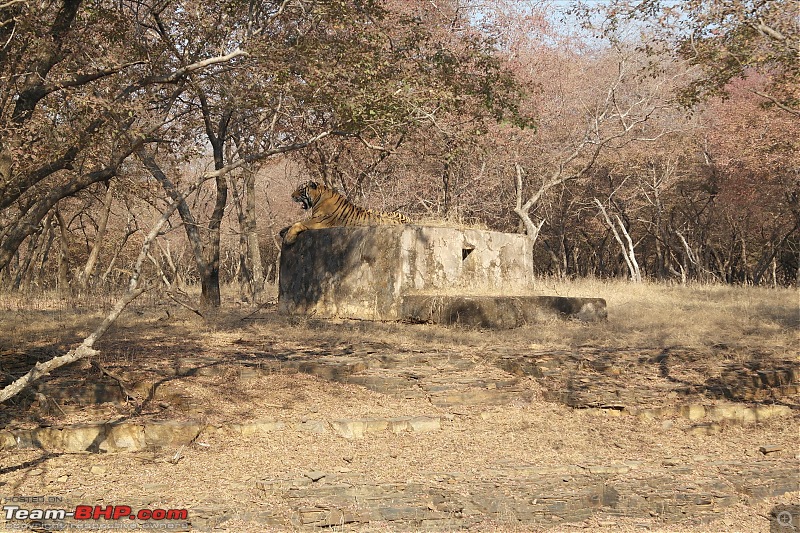 Maiden trip to the Ranthambore Tiger Reserve-22.jpg