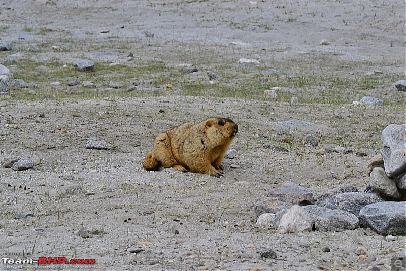 Conquered Ladakh in a low GC Hatchback-8-mormots.jpg