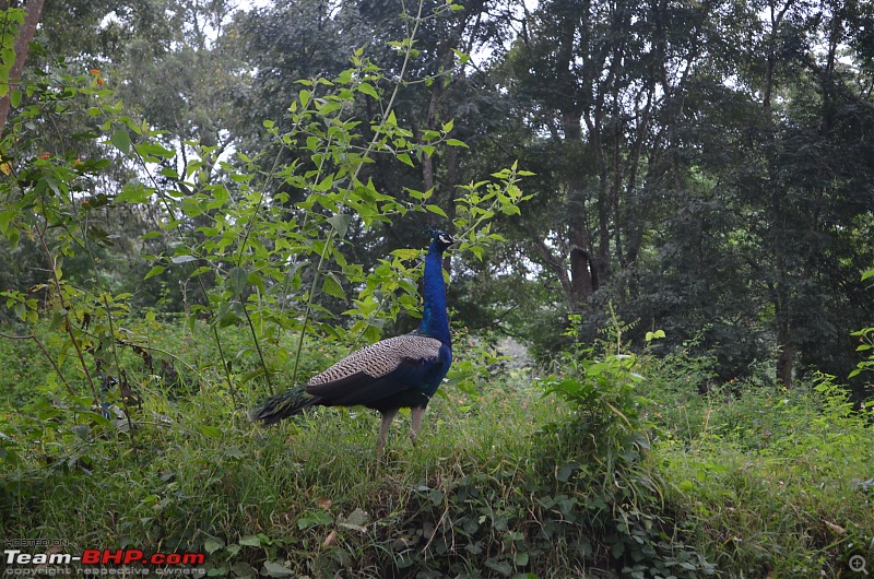 Pictorial Travelogue - Chennai to Masinagudi-dsc_0083.jpg