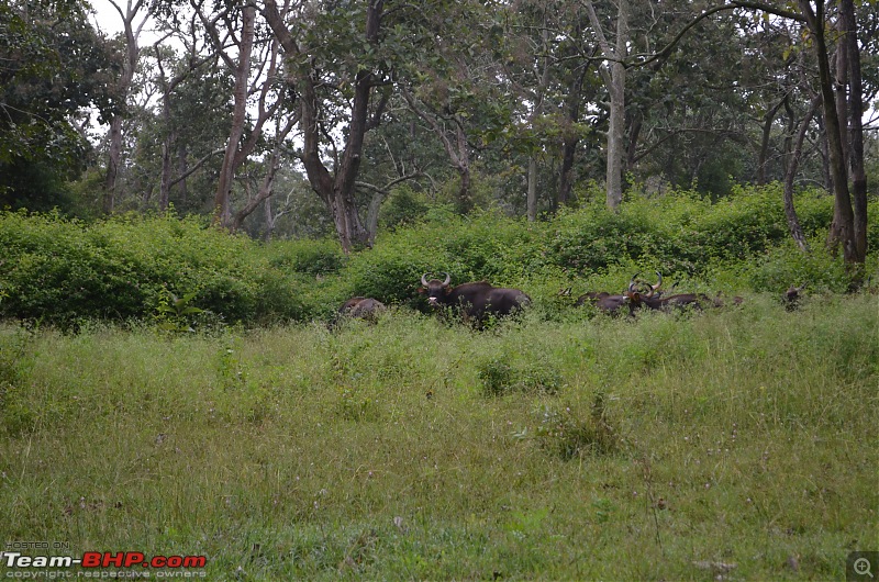 Pictorial Travelogue - Chennai to Masinagudi-dsc_0047.jpg