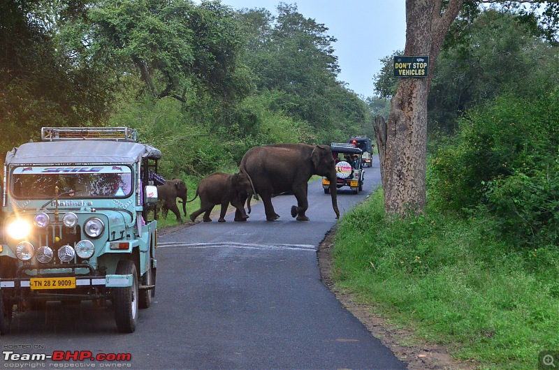 Pictorial Travelogue - Chennai to Masinagudi-dsc_0015.jpg