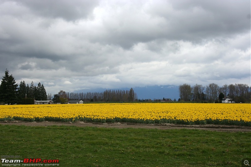 Bellevue-Seattle ; But thinking of Malnad-yellow-desktop-resolution.jpg