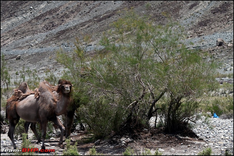 Catharsis of the soul: Ladakh!-2015061812h49m04dsc_1153.jpg