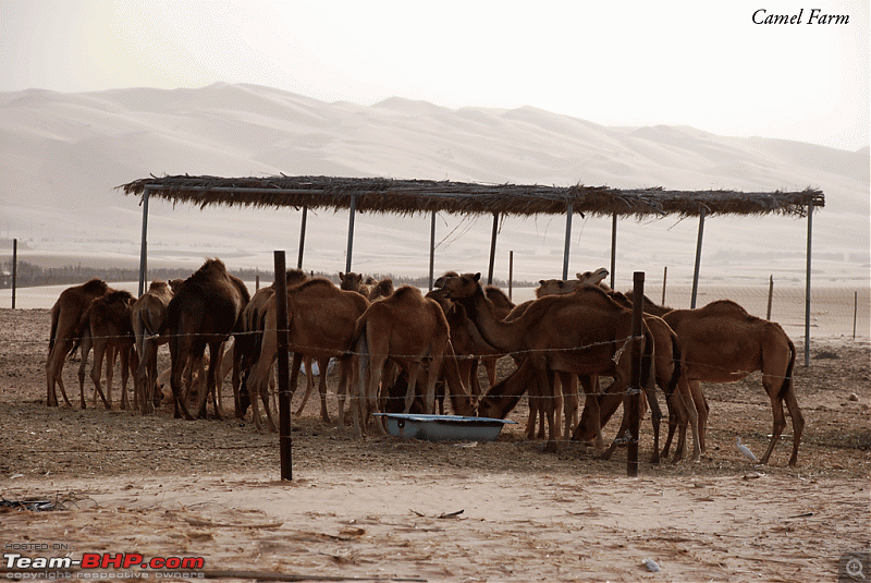 Dubai - Liwa - Dubai-camel.gif