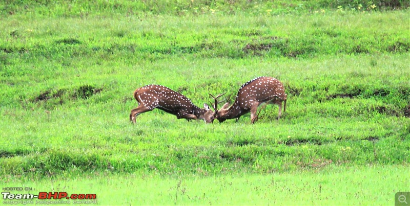 My Man Cave + A Close Encounter in Wayanad!-6.jpg