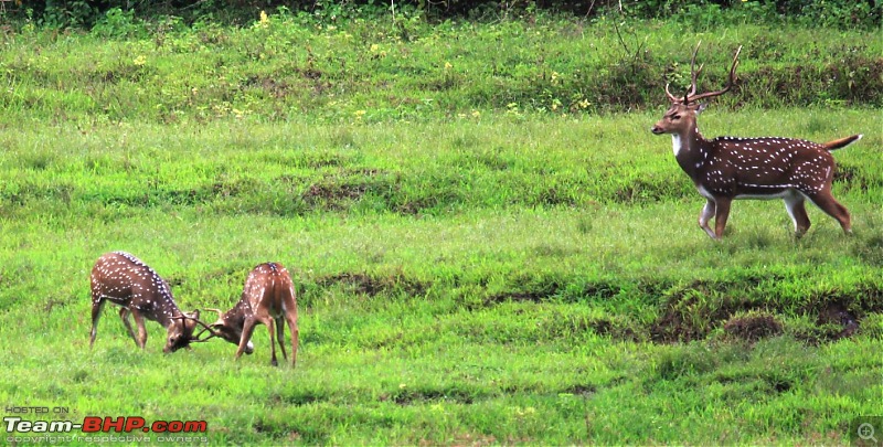 My Man Cave + A Close Encounter in Wayanad!-7.jpg