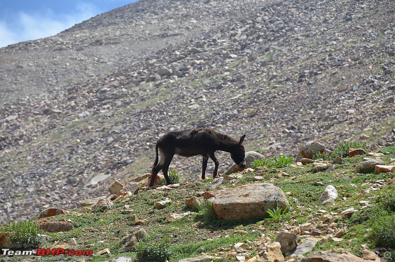 Ladakh Diaries - Unforgiving challenges lead to awe-inspiring beauty-dsc_0428.jpg