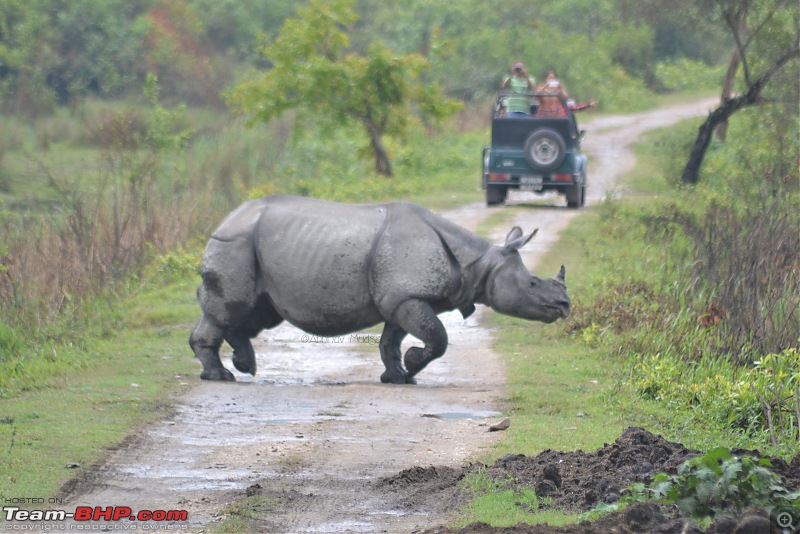 Rambling in the wild : Ranthambore, Jhalana, Bharatpur & more-dsc_0455.jpg