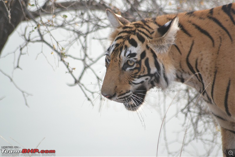 Rambling in the wild : Ranthambore, Jhalana, Bharatpur & more-dsc_0144.jpg