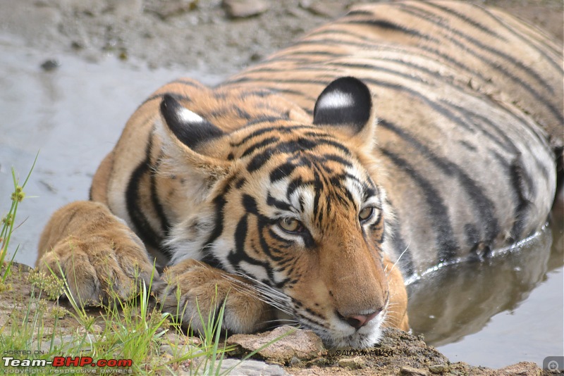 Rambling in the wild : Ranthambore, Jhalana, Bharatpur & more-dsc_0337.jpg