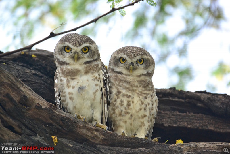 Rambling in the wild : Ranthambore, Jhalana, Bharatpur & more-spotted-owlet-pair.jpg