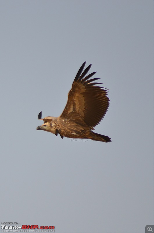 Rambling in the wild : Ranthambore, Jhalana, Bharatpur & more-vulture-indian-long-billed.jpg