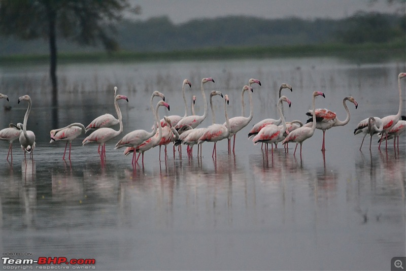 Rambling in the wild : Ranthambore, Jhalana, Bharatpur & more-flamingos.jpg