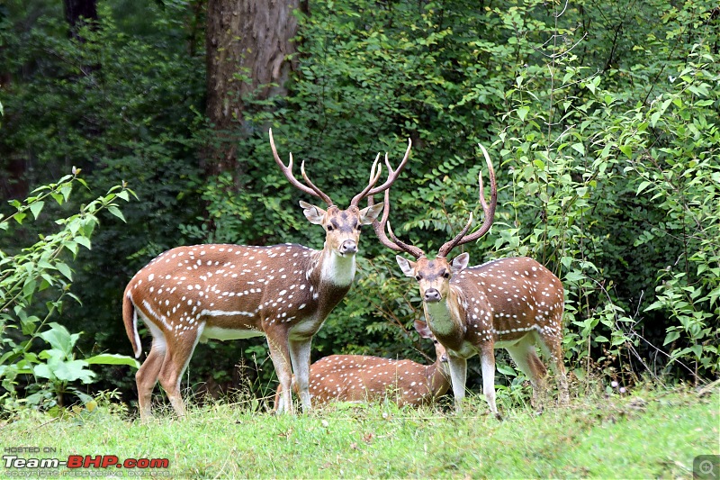 A night at the Parambikulam Tiger Reserve-day1fightingdeer.jpg