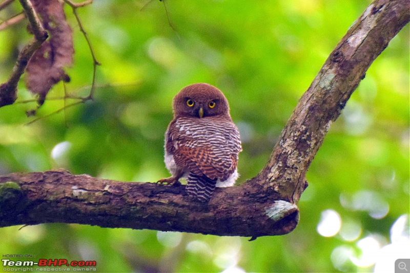 A night at the Parambikulam Tiger Reserve-day1owl.jpg