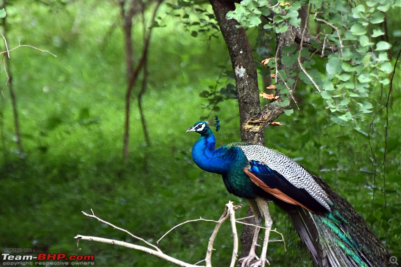 A night at the Parambikulam Tiger Reserve-day1peacock.jpg