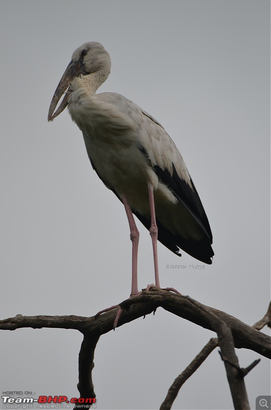 Rambling in the wild : Ranthambore, Jhalana, Bharatpur & more-open-billed-stork.jpg