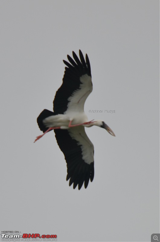 Rambling in the wild : Ranthambore, Jhalana, Bharatpur & more-open-billed-stork-flying-1.jpg