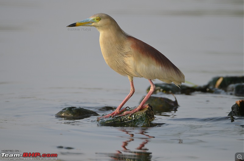 Rambling in the wild : Ranthambore, Jhalana, Bharatpur & more-pond-heron.jpg