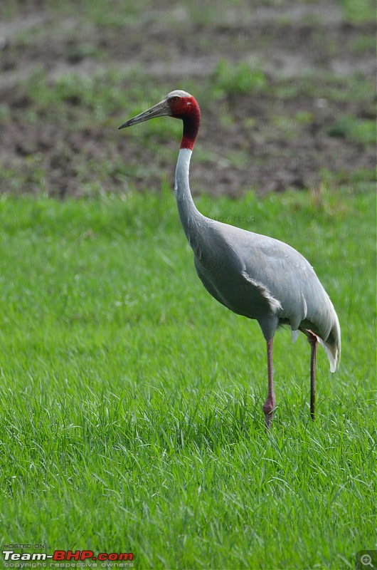 Rambling in the wild : Ranthambore, Jhalana, Bharatpur & more-saras-crane-1.jpg