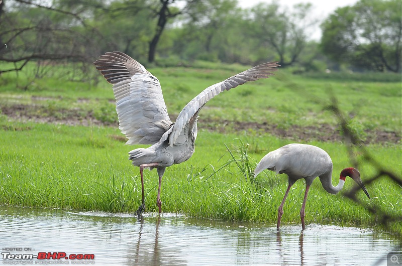 Rambling in the wild : Ranthambore, Jhalana, Bharatpur & more-saras-crane-pair.jpg