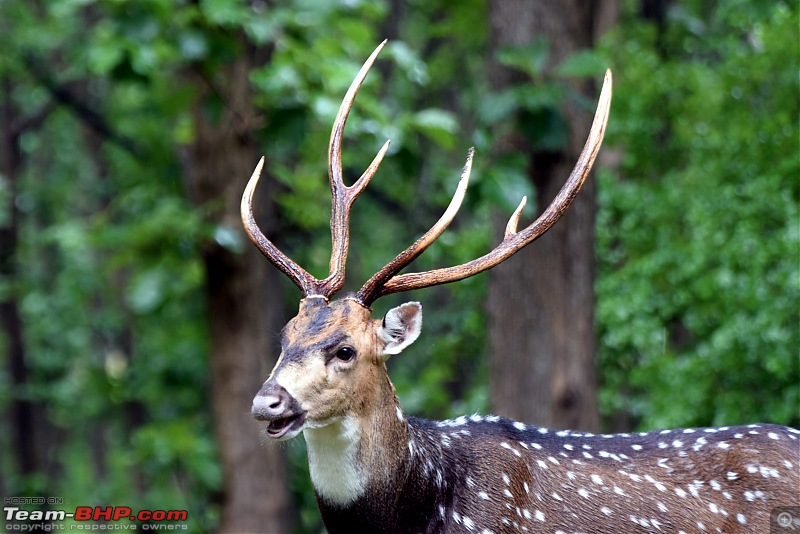 A night at the Parambikulam Tiger Reserve-day2deer2.jpg