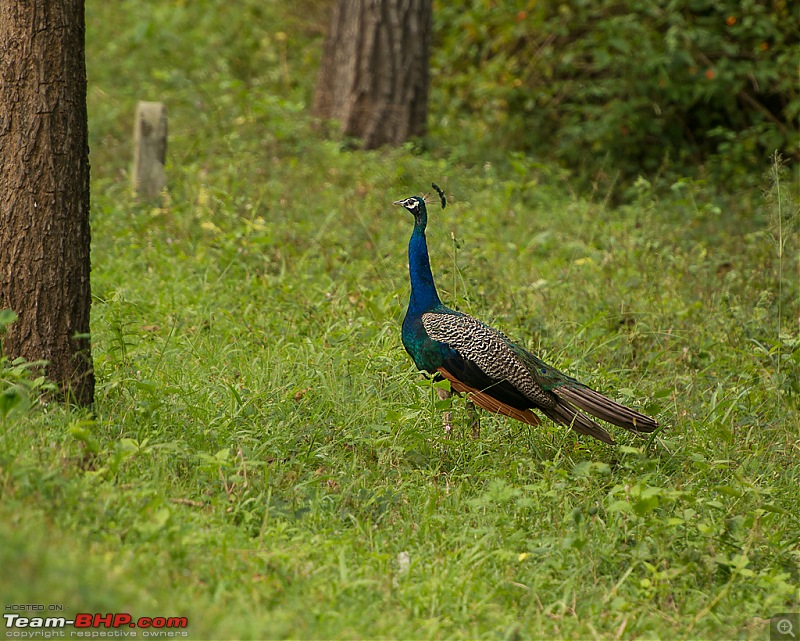 Photologue: Kabini, my first Tiger sighting-dsc_4629.jpg