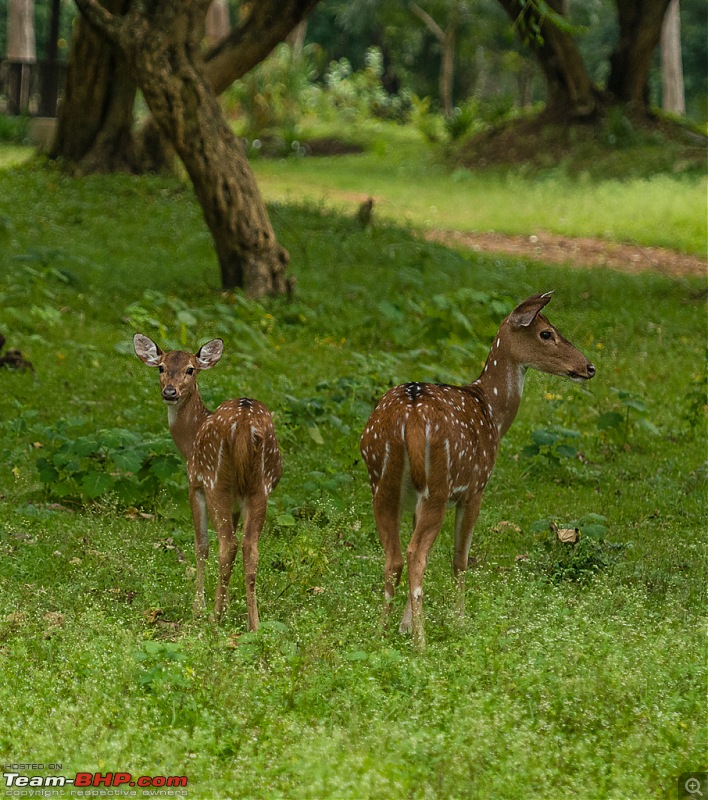 Photologue: Kabini, my first Tiger sighting-dsc_4706.jpg