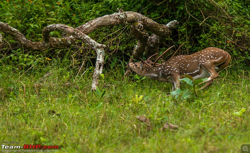 Photologue: Kabini, my first Tiger sighting-dsc_4726.jpg