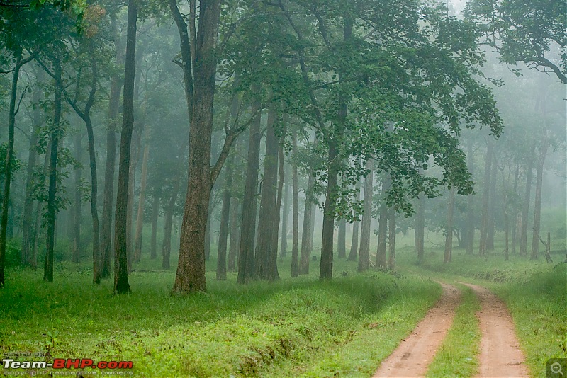 Photologue: Kabini, my first Tiger sighting-dsc_4876.jpg