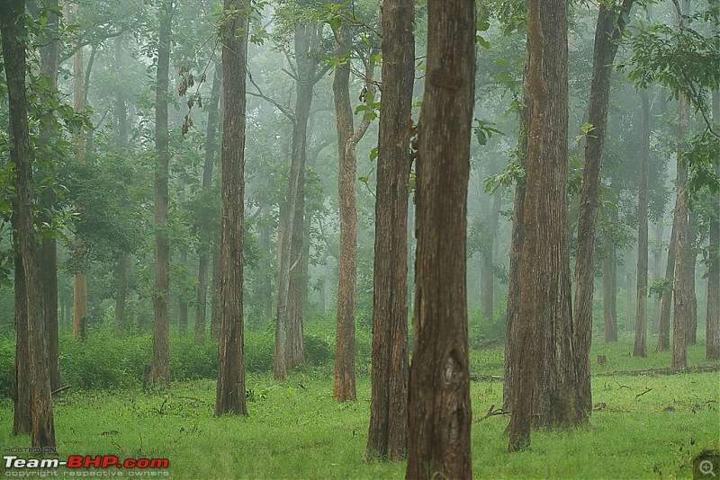 Photologue: Kabini, my first Tiger sighting-dsc_4877.jpg