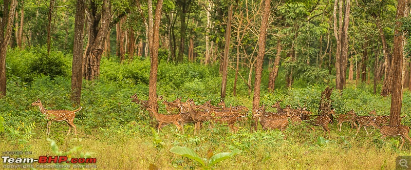 Photologue: Kabini, my first Tiger sighting-dsc_49142.jpg