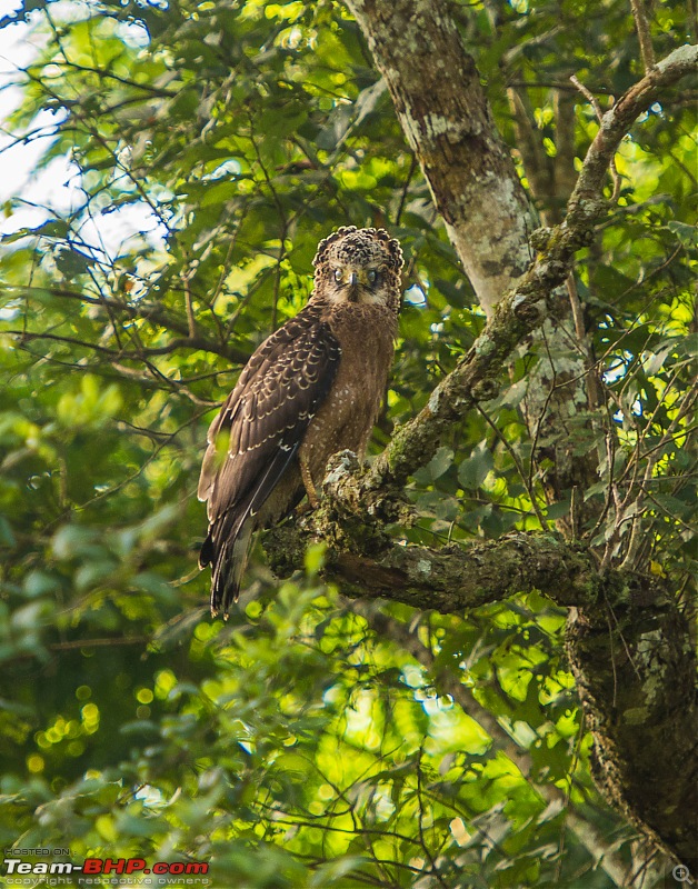 Photologue: Kabini, my first Tiger sighting-dsc_4949.jpg