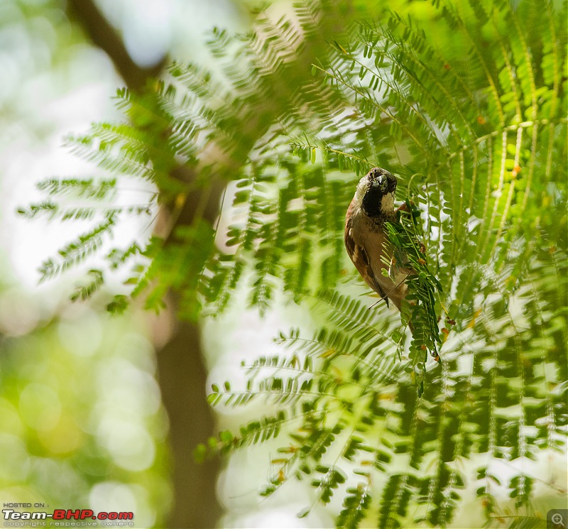 Photologue: Kabini, my first Tiger sighting-dsc_5079.jpg