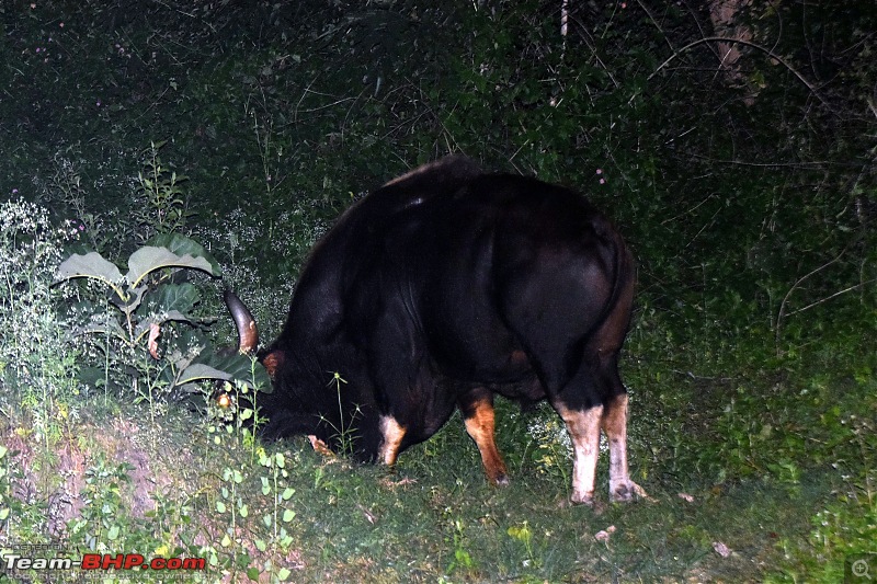 A night at the Parambikulam Tiger Reserve-blrbandipurkalady-22.jpg