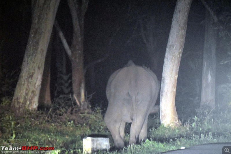 A night at the Parambikulam Tiger Reserve-blrbandipurkalady-26.jpg