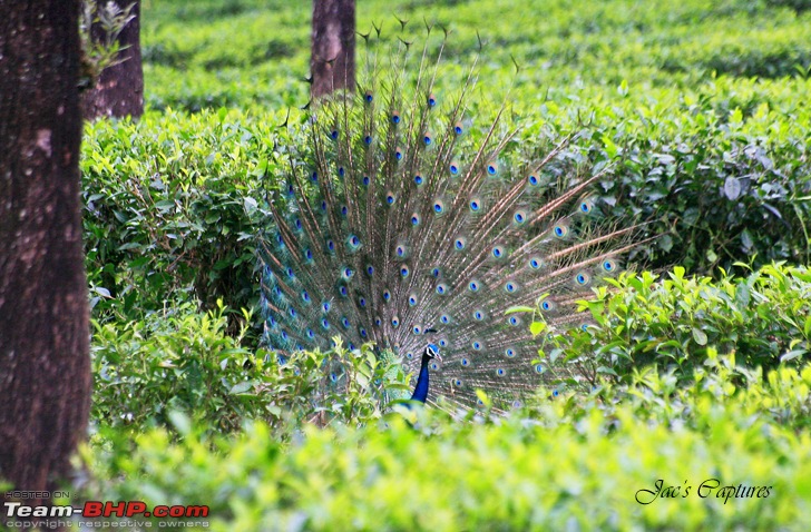 A rejuvenating long weekend at Valparai  The young green hill station-57.jpg