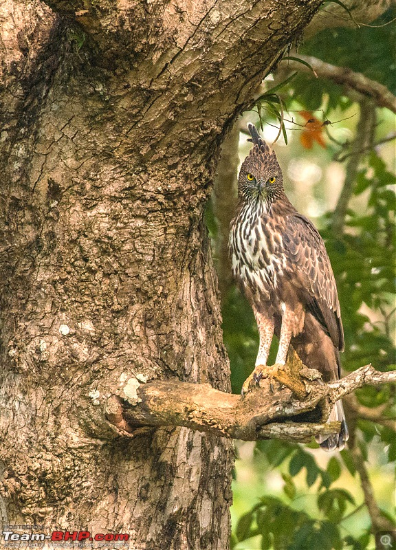 Photologue: Kabini, my first Tiger sighting-dsc_5203.jpg