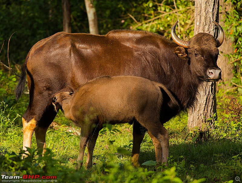 Photologue: Kabini, my first Tiger sighting-dsc_5272.jpg