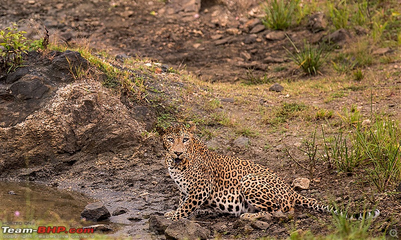 Bandipur & Kabini over weekends : Photologue-_dsm1284.jpg