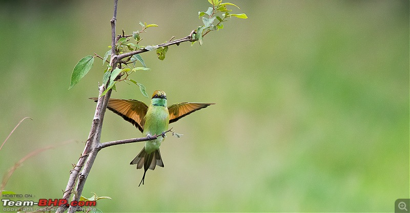 Whistling Trails: In search of Birds and Wildlife-dsc_31532.jpg